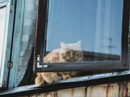 Кот в окне