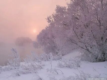 Под пеленою