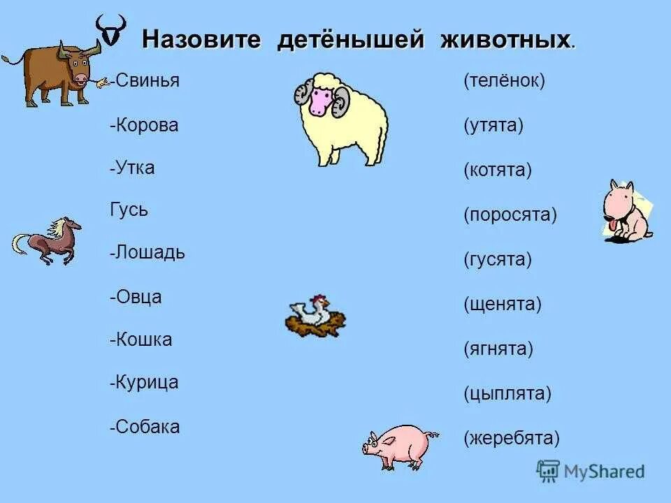 Назови детенышей животных. Названия детенышей. Детёныши домашних животных названия. Клички домашних животных. Как по английски будет овца