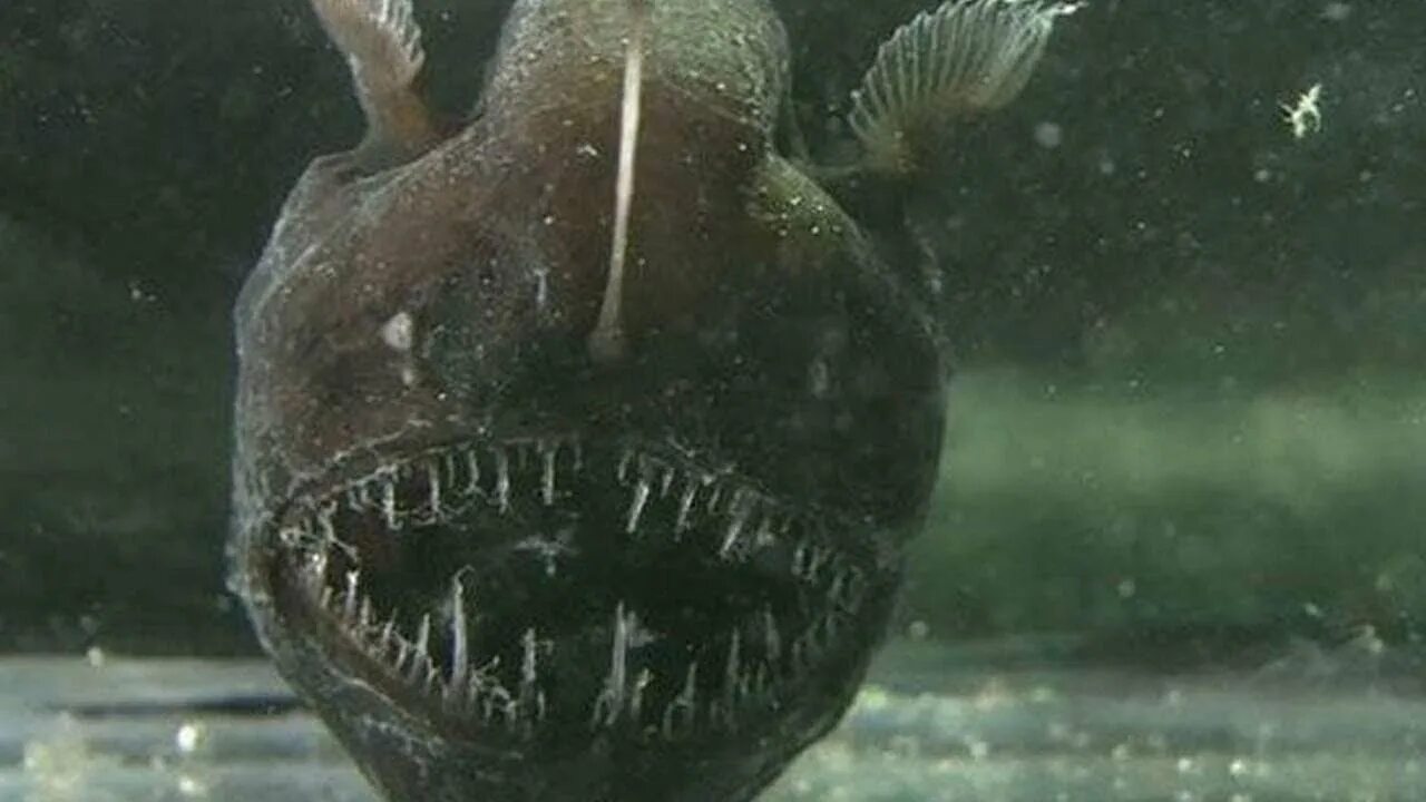 Морской чёрт удильщик. Рыба удильщик морской черт. Большого удильщика. Морской черт глубоководный удильщик. Рыба европейский удильщик.
