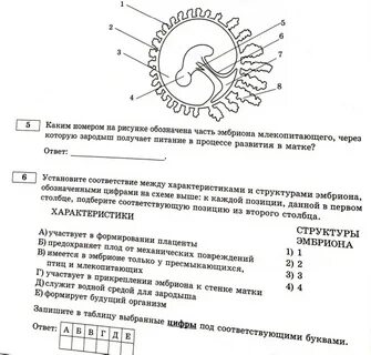 Клетка вопросы егэ биология