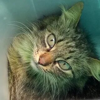 Видео зеленого кота