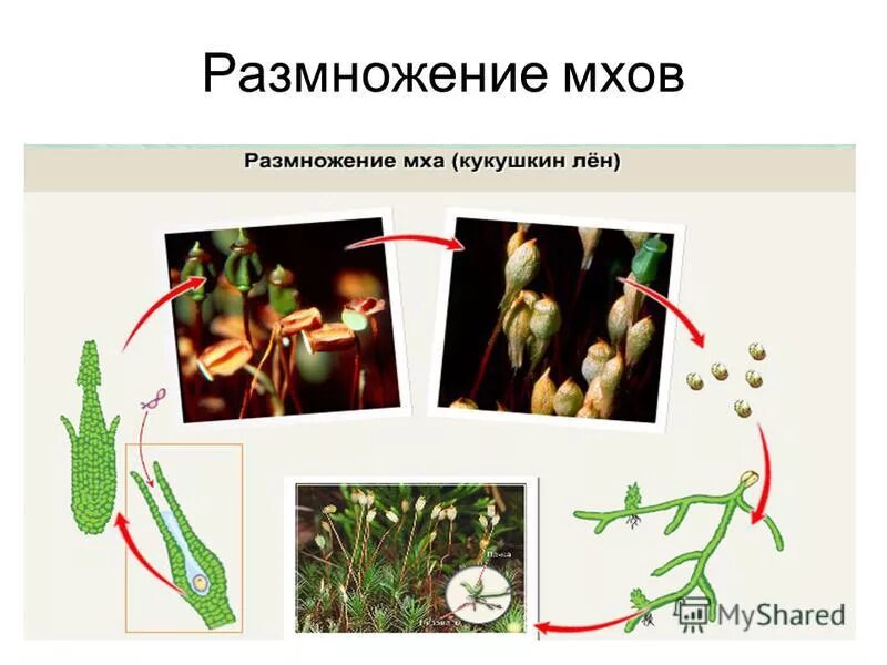 Тип размножения мхов. Тип размножения мхов