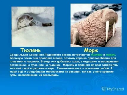 Животный и растительный мир северного ледовитого океана