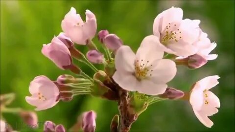 Расцветать видео