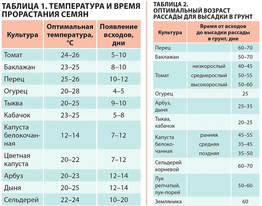 Температура посадки помидор в открытый грунт