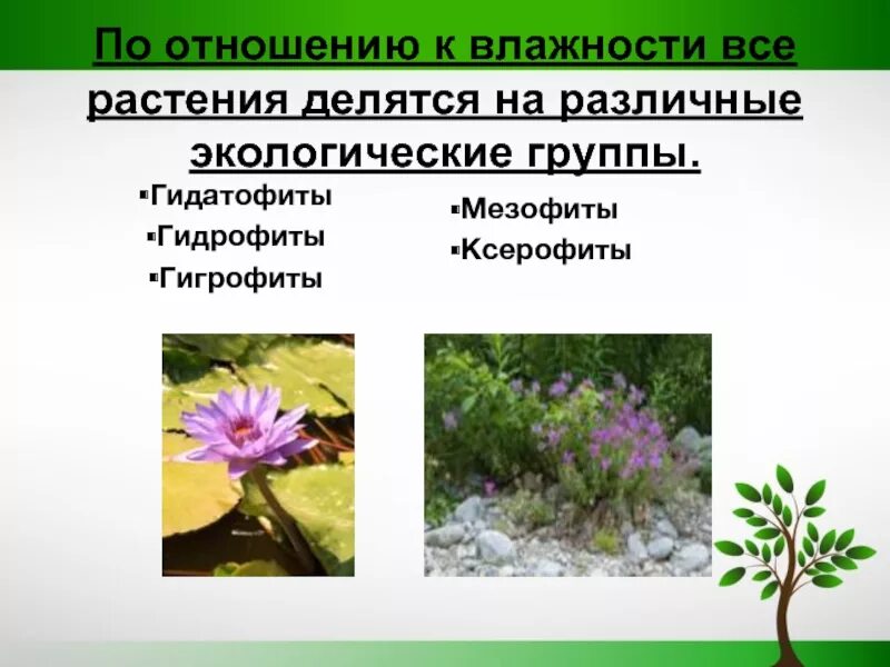 Растения мезофиты ксерофиты и. Мезофиты гидрофиты гидатофиты гигрофиты ксерофиты суккуленты. Гидрофиты гигрофиты мезофиты и ксерофиты. Гидрофиты гигрофиты мезофиты и ксерофиты. Гигрофиты и ксерофиты.
