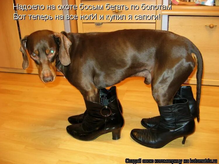 собачки в ботиночках. сапоги для собак. собачка на сапоге. ботинки для собак теплые. застежка молния на сапоге.