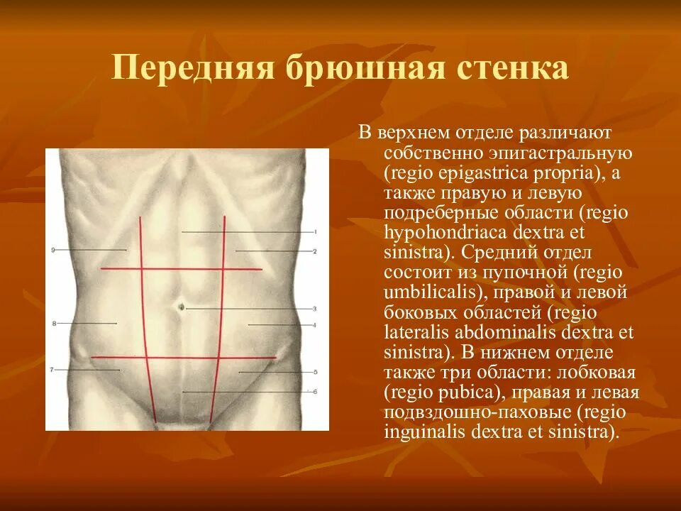 Где передняя брюшная стенка. Кровоснабжение передней брюшной стенки топографическая анатомия. Топография передней брюшной стенки. Брюшная стенка топографическая анатомия. Топографические линии брюшной стенки.