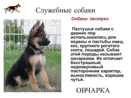 Презентация собака 2 класс