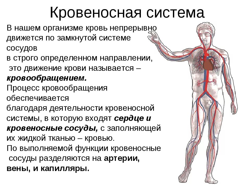 Кровеносная и лимфатическая системы. Функции лимфатической системы в организме человека. Лимфатическая система человека и кровеносная система. Лимфосистема и кровеносная система. Непрерывное движение крови по организму