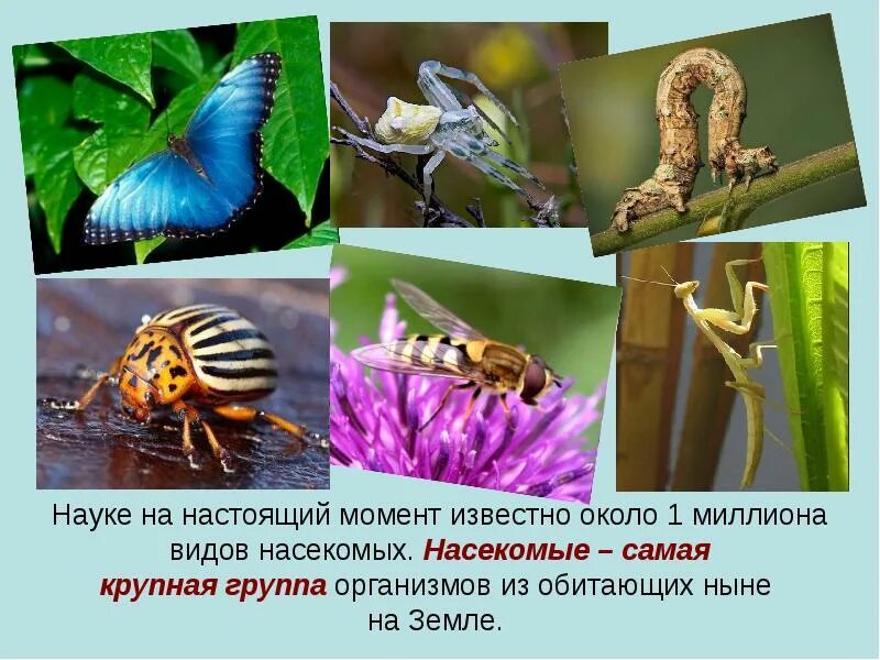 Разнообразие насекомых 1 класс. Разнообразие насекомых. насекомые презентация. презентация на тему насекомые. проект насекомые.