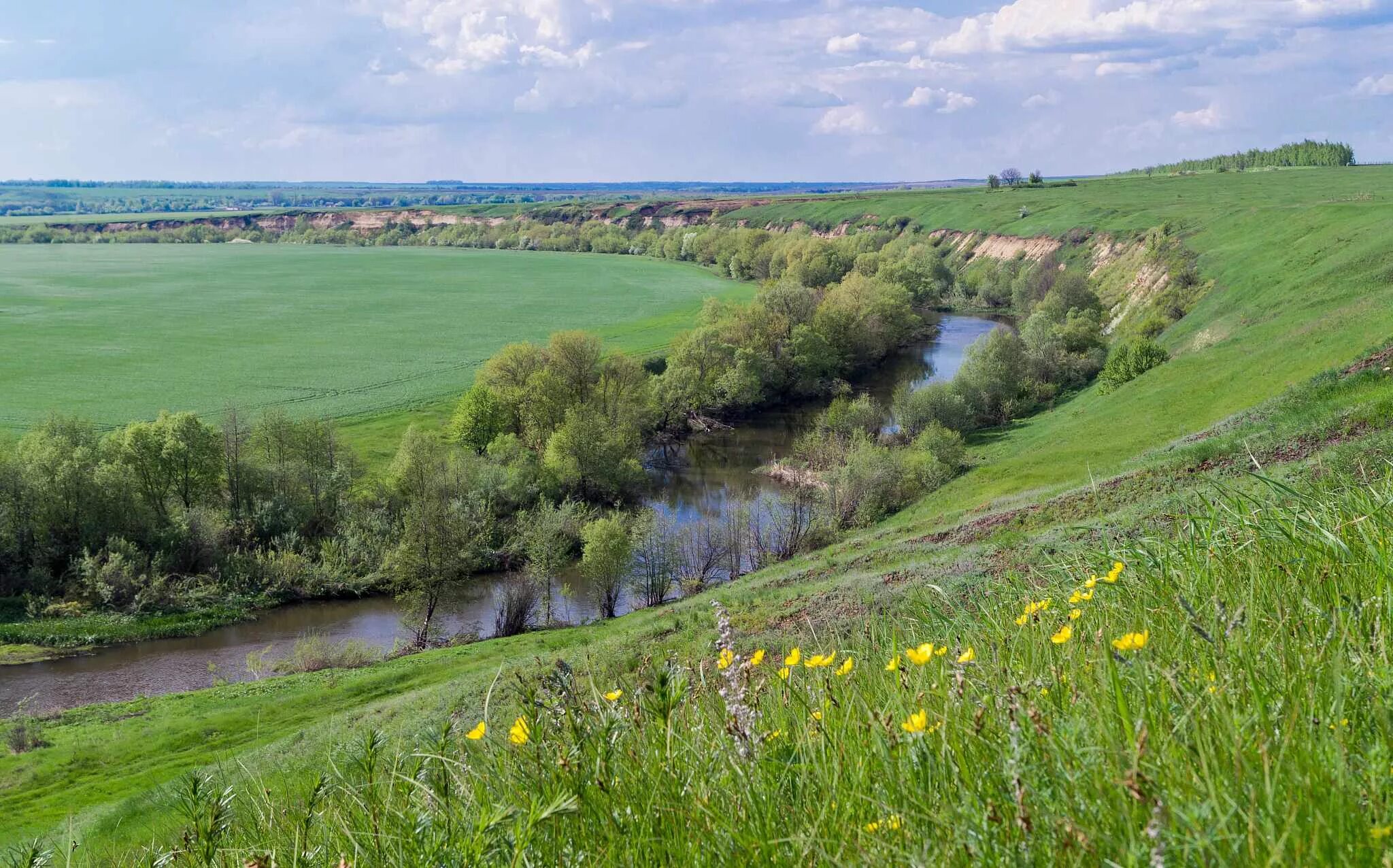 Курская область Кшень река. Река Кшень Орловская. Река Олым Курской области. Река Кшень Липецкая область.