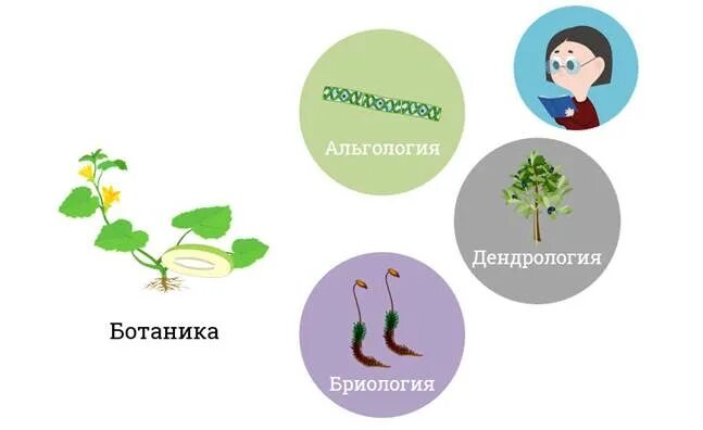 Ботаника альгология бриология дендрология. Какая ботаническая наука изучает размножение растений