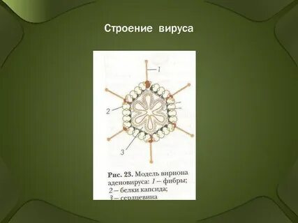 Размеры и строение вируса