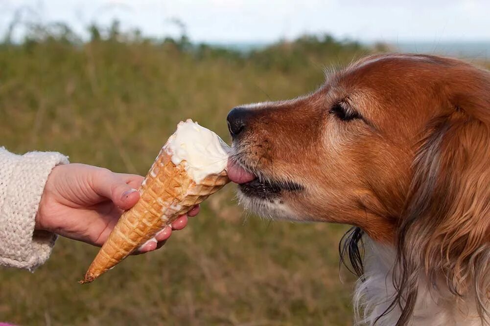 Собака кушает. Еда для животных. Мороженое для собак. Вкусняшка для собак. Можно собакам давать мандарины