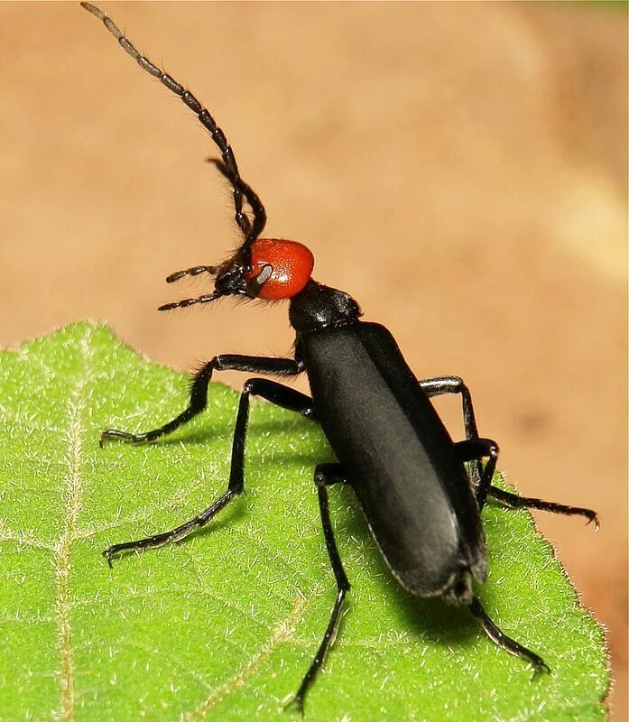 Жук геркулес. Жук домашнее животное. Жук домашнее животное. Колесный жук животное. Жук рогач японский.