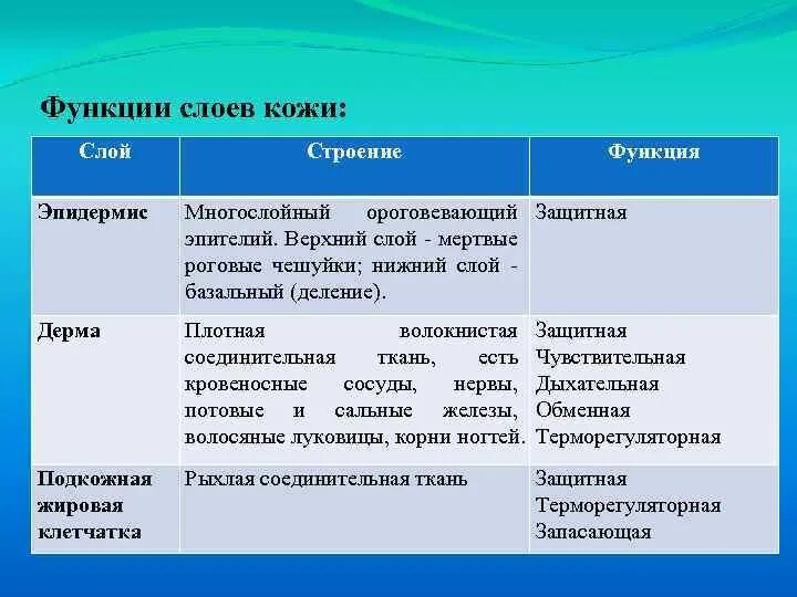 Функции кожи таблица 8 класс биология. Строение и функции кожи слой кожи особенности строения функции. Таблица особенности строения слоев кожи. Слои кожи строение и функции таблица. Таблица кожа слои кожи особенности строения функции.