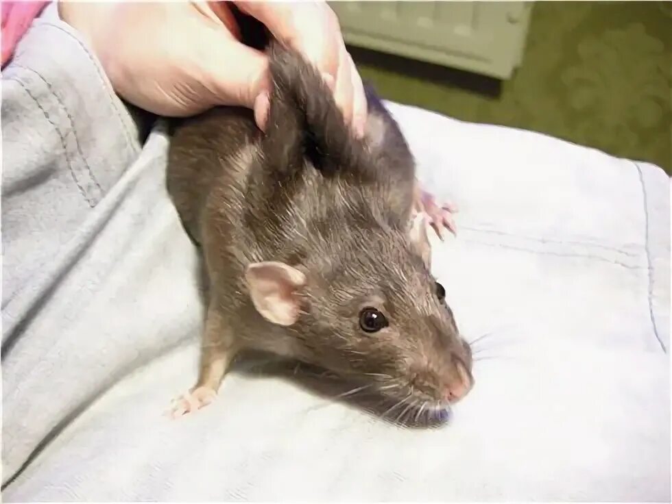 Холка у крыс. Холка у крыс. Фиксация лабораторных животных. Подкожное введение белым мышам. Фиксация лабораторных животных.