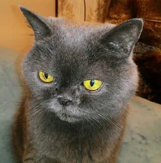 Фенотип кошки