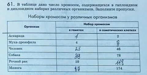 Количество хромосом в диплоидном наборе