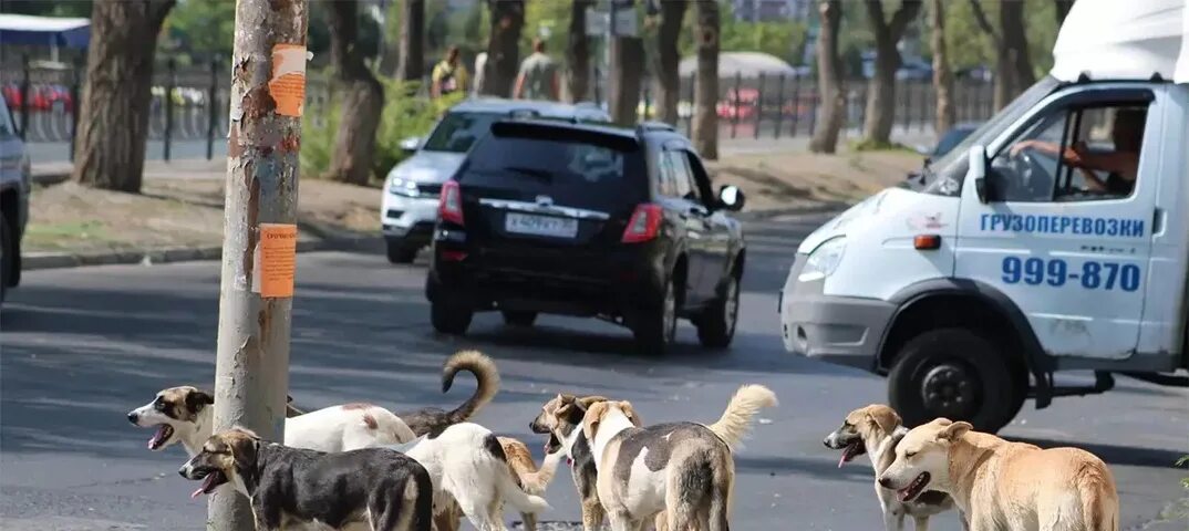 Предотвращение причинения животными без владельцев вреда. Стая собак. Стая собак на улице. Стая собак на улице город. Бездомные собаки отдыхают.