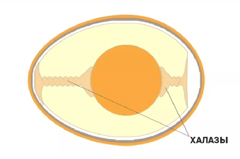 Строение халазы в яйце. Строение канатики халазы яйца куриного. Халазы в курином яйце.