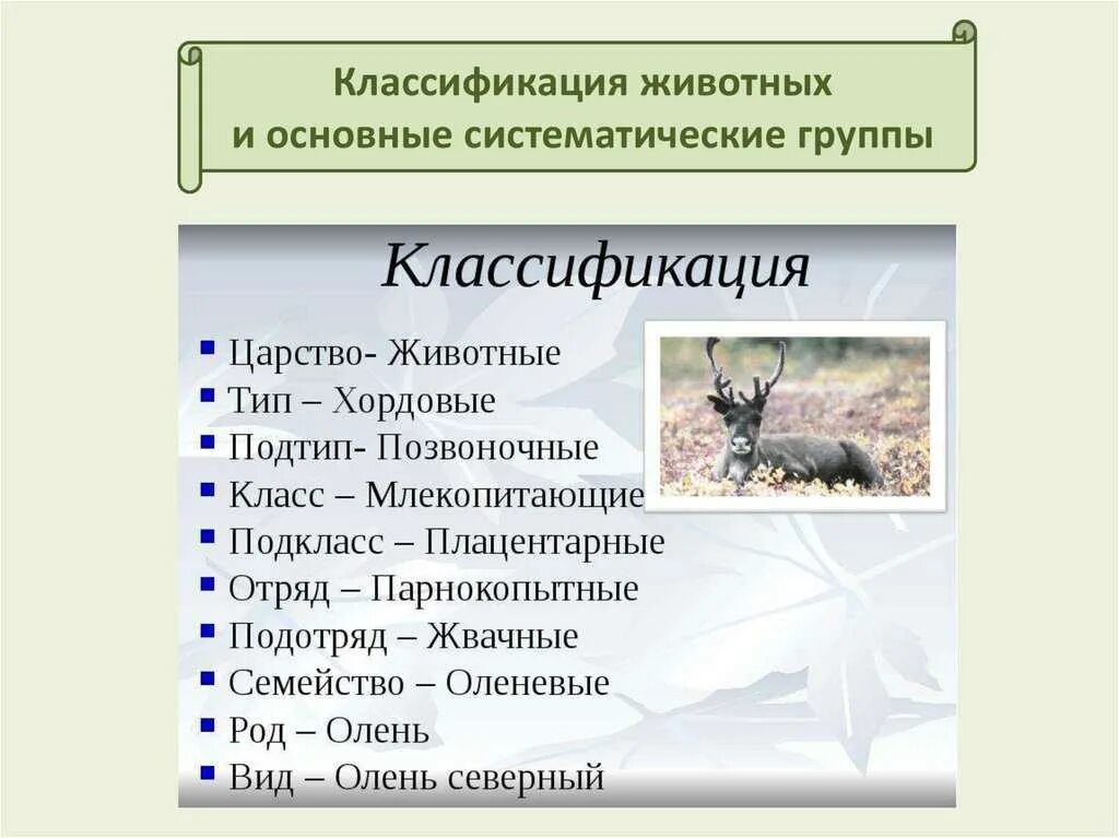 Классификация животных окружающий мир 3 класс