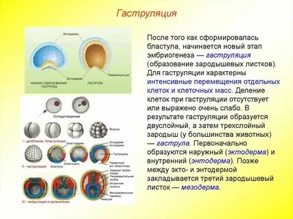 Каким номером на схеме эмбриогенеза обозначена