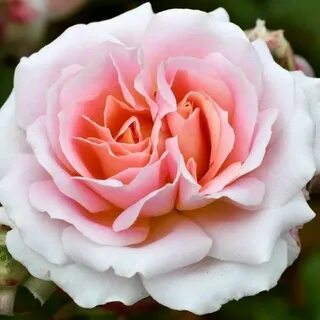 Rose many
