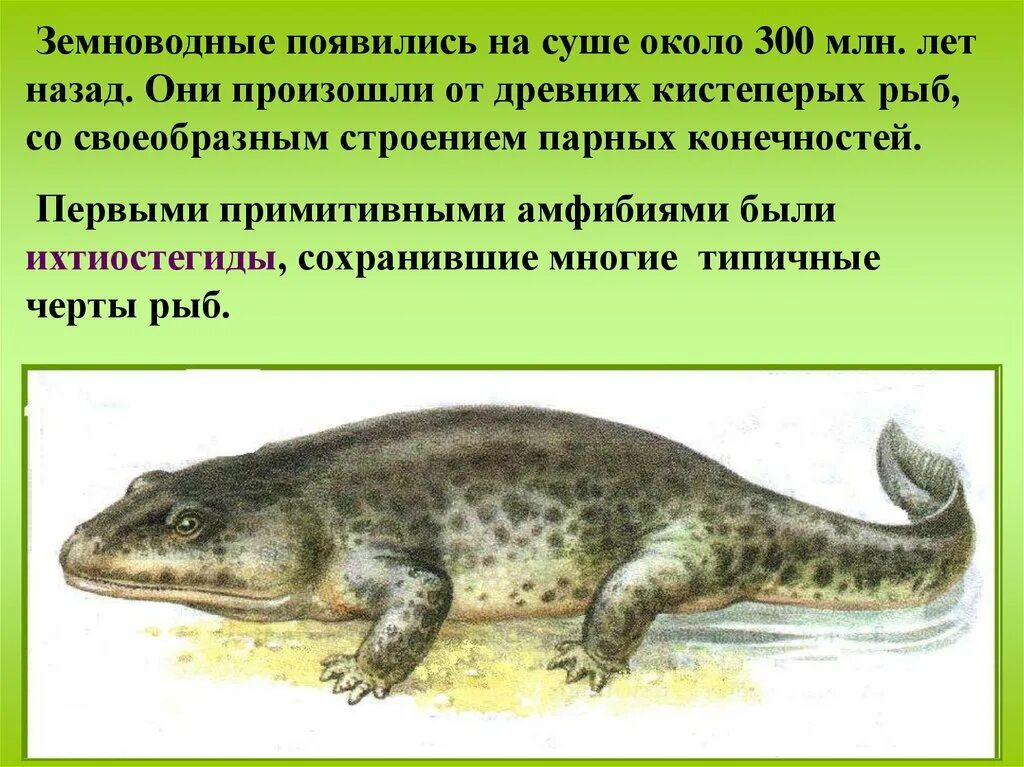 Кто является вымершим предком земноводных. Первые земноводные. первые амфибии. древние амфибии земноводных. первые земноводные появились.