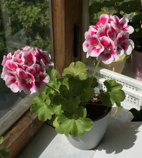 Пеларгония сплеш