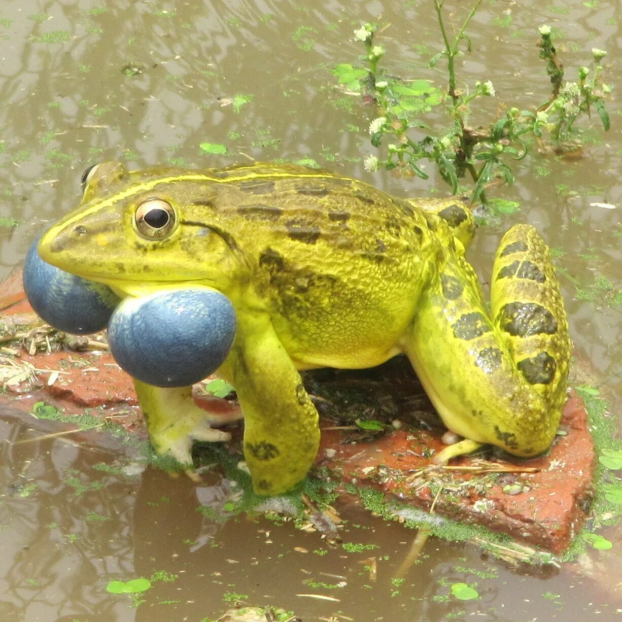 большая лягушка 6. лягушка водонос голиаф. большая лягушка 6. лягушка-голиаф (conraua goliath). большая лягушка 6.