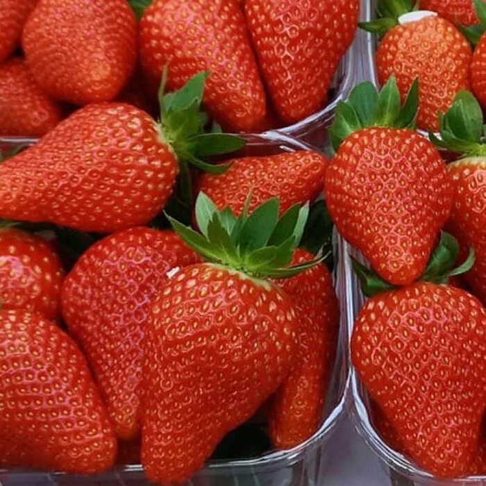 Аня сорт клубники. Аня сорт клубники. Клубника аня описание сорта. Земляника садовая антеа. Садовая земляника сорт царица.