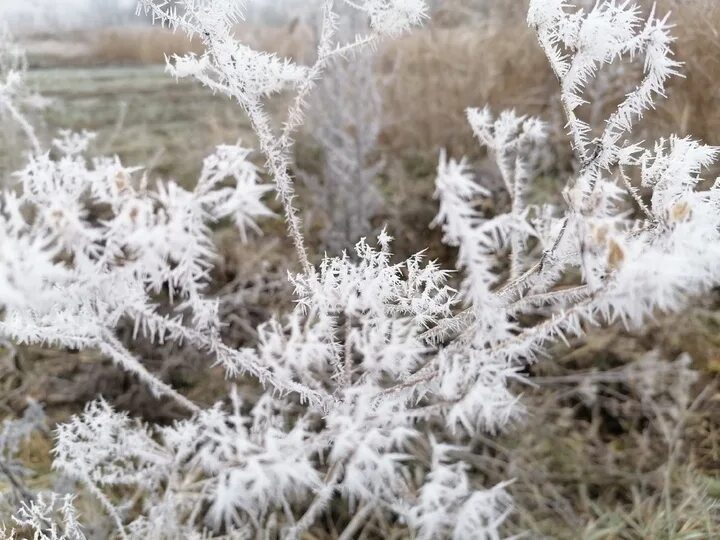 Злаки зимой в инее. Кустарники Воронежской области зимой. Воронеж в инее. Папоротник в инее. Серебряный иней убранная комната