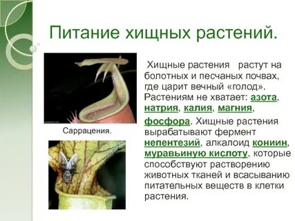 Хищное питание