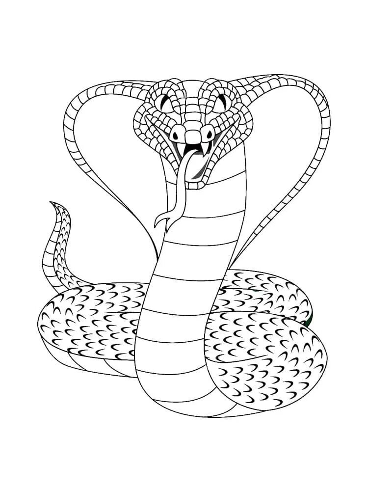 Раскраска змея Королевская Кобра. Раскраска змеи Королевская Кобра. Змея Кобра Королевская. Тайпан змея раскраска. Раскраска змей для детей