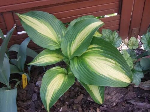 оHosta 'Hollywood Lights' - Интернет магазин цветы Хосты