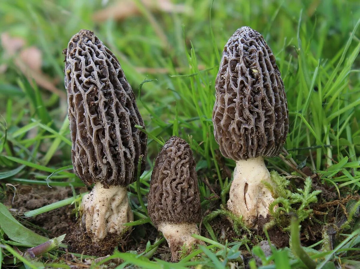 Fișier:Morchella tridentina Bres 611878 2016-04-07 (cropped).jpg - Wikipedia