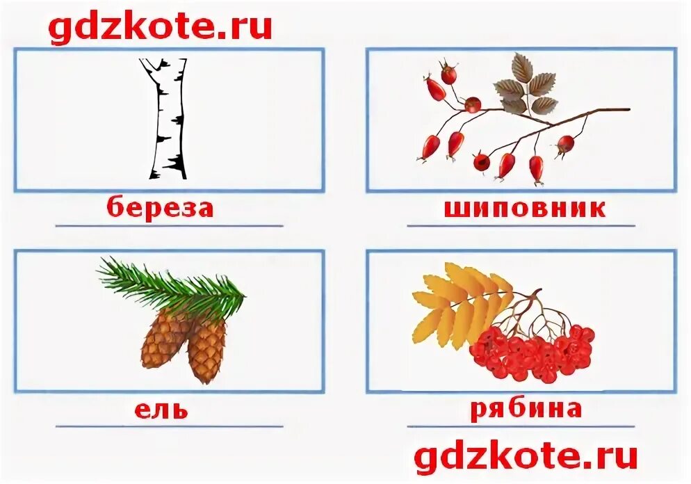 Во время прогулки постарайтесь определить несколько деревьев