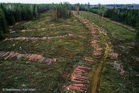 Упираются леса