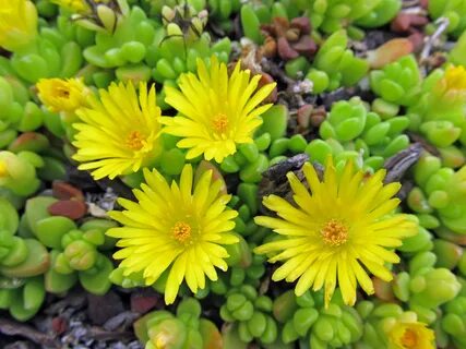 Ice plant