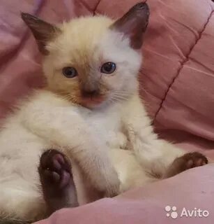 Авито тайское созвездие