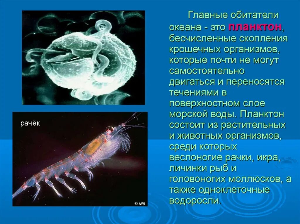 В верхнем слое воды обитает больше