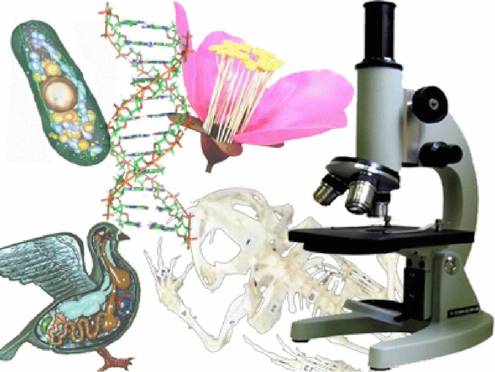 Биология. Биологические предметы. Биология предмет. Биология картинки.