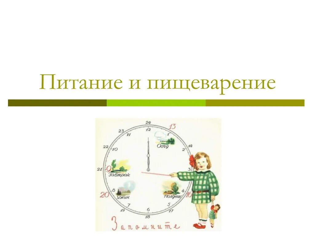 Питание и пищеварение 6 класс. Питание и пищеварение. питание и пищеварение 6 класс диктор.