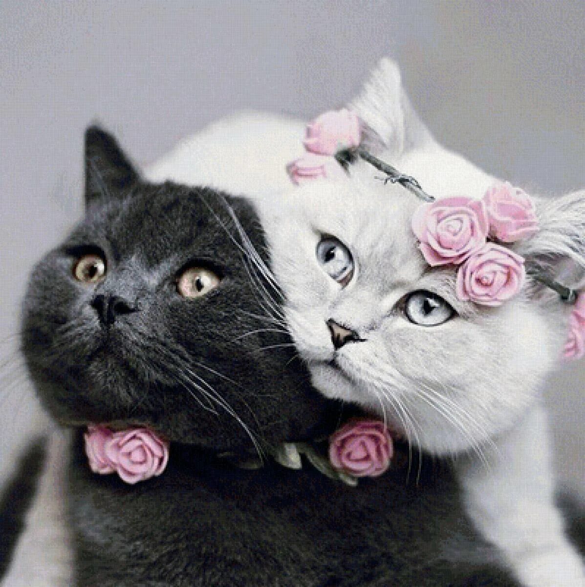 Кошечки любовь. Влюбленные кошки. Котята любовь. Красивые кошечки. Свадебные котики.