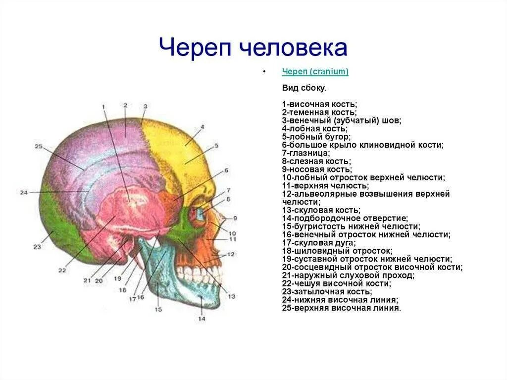 Назови кости черепа. Строение черепа человека вид сбоку. Кости черепа название строение. Кости черепа человека анатомия. Череп вид сбоку анатомия.