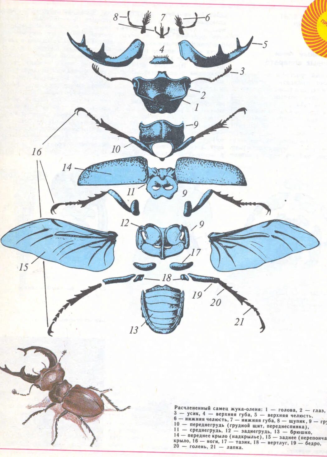 Таблица признаки особенности строения функции майского жука. Особенности внешнего строения насекомого майский жук таблица. Характеристика майского жука биология 7 класс. Внешнее и внутреннее строение майского жука. Составьте таблицу внешнее строение насекомого.