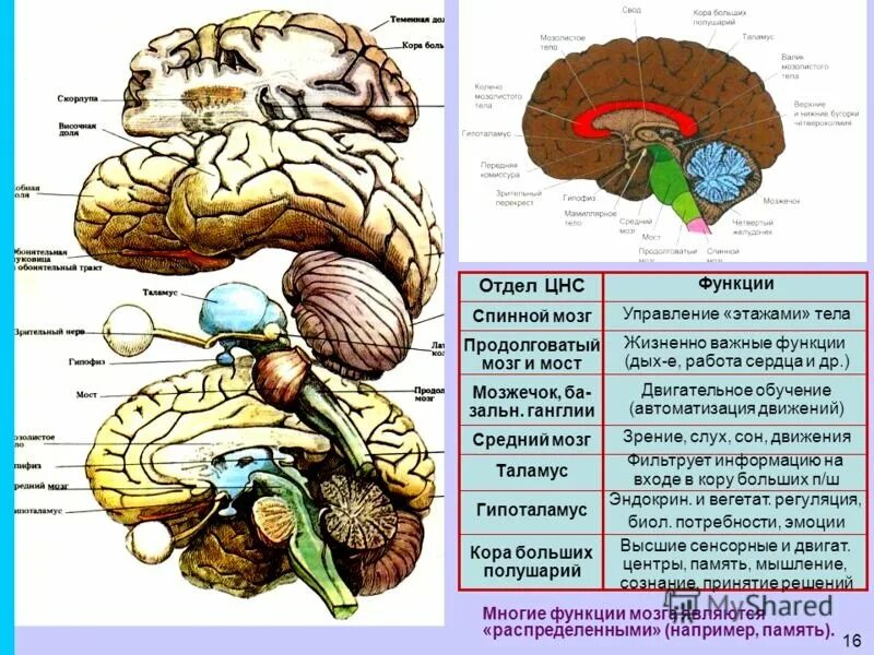 Функции головного мозга в нервной системе. ЦНС головной мозг строение. Нервная система строениеголовногг мозга. Центральная нервная система строение мозга. Нервная система головной мозг, спинной мозг анатомия.